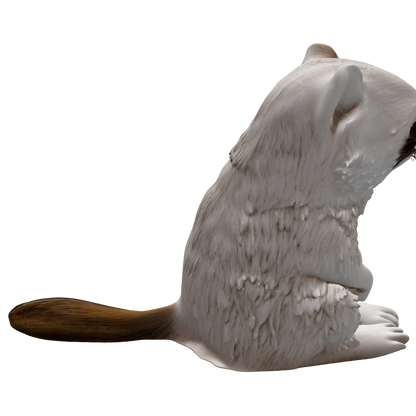 Waschbär